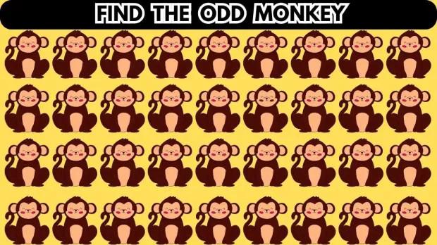 谜语：只有天才才能找到群体中唯一的猴子