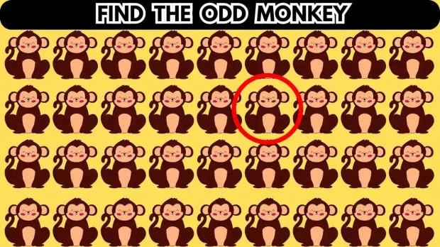 只有天才才能找到第 2 组中的不同猴子