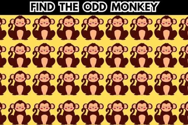 谜语：只有天才才能找到群体中唯一的猴子